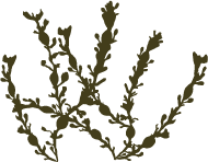 YSLAB - Ascophyllum nodosum extract