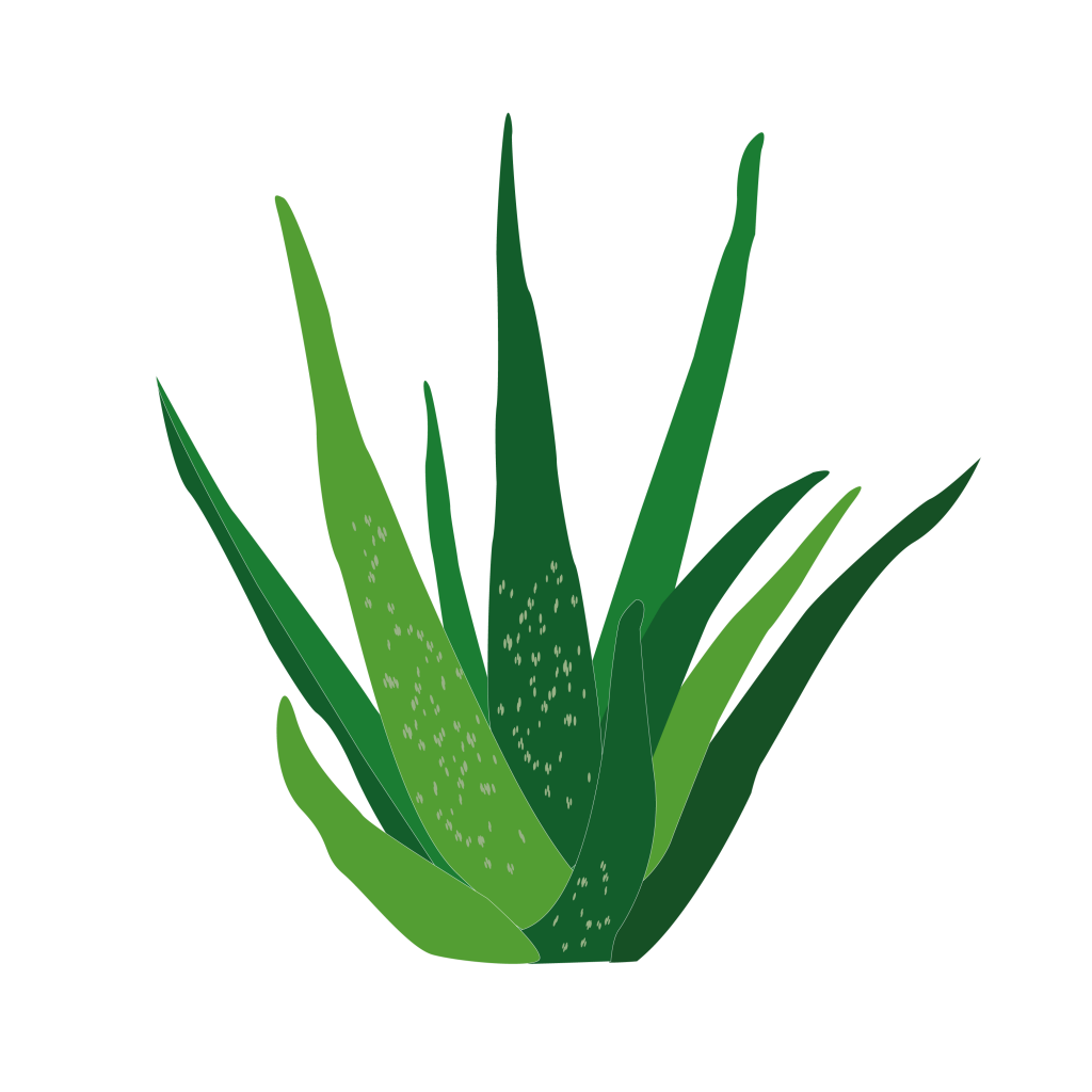 YSLAB - Illustration Aloe Vera