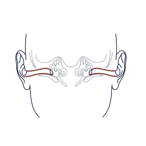 YSLAB - Illustration anatomique - Conduit auditif