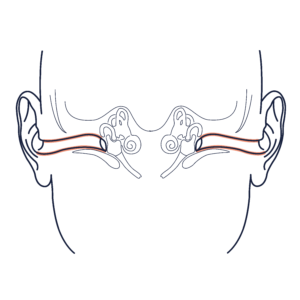 GAMME AURICULAIRE -illustration-anatomique-conduit-auditif
