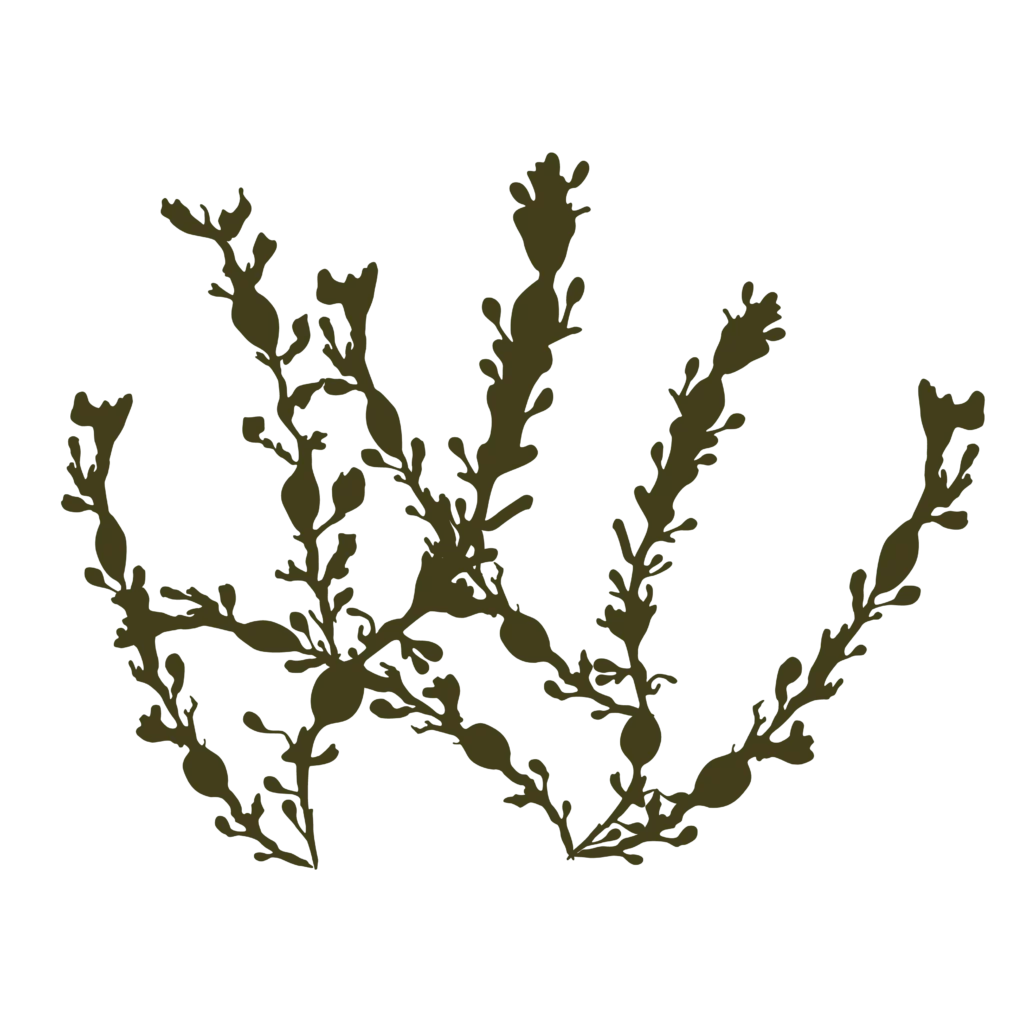 illustration-ascophyllum-nodosum