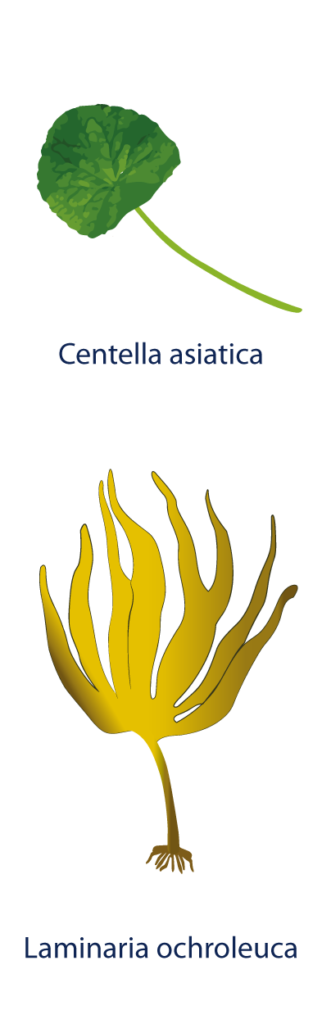 actif - Centella asiatica and Laminaria ochroleuca